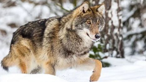 Převezl z Česka mrtvého vlka. Ochranář v Bavorsku čelí vyšetřování